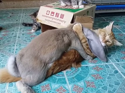 cabbit_thumb.jpg