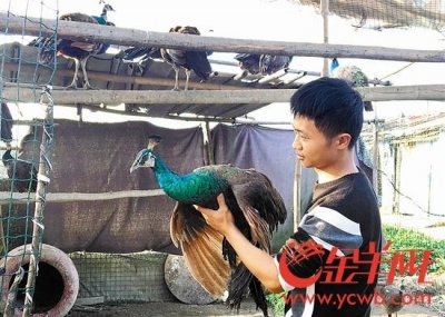 「緑色は一級保護動物だけど、青色ならOK!?」中国で食用クジャク飼育場が大盛況！の画像1