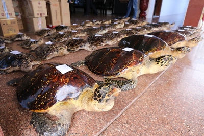 絶滅危惧種のウミガメ38匹をまるゆで 残酷すぎる中国「希少動物密売」の実態の画像2