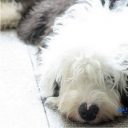 悲劇……韓国・迷子犬が近隣住人に食べられた！　　