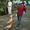 中国農村で“犬皆殺し令”発令！　大量処分の背景に、犬食文化の後退か