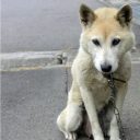 韓国人の深刻な“犬食離れ”に、専門店からため息……国内外からの批判集中が原因か？