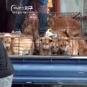 食用犬工場のずさんな管理実態に、韓国内で白熱する「犬食文化」への賛否！　なぜかイギリスも介入で……
