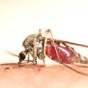 忌々しい“蚊”から、本気で逃れる方法とは？　最新の研究動向からわかった「蚊対策」
