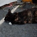 「生きたまま熱湯へ……」600匹以上の野良猫を屠殺・加工した韓国サイコ犯に、国民の怒り心頭！