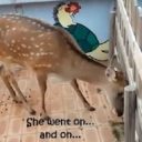 奇行を繰り返す鹿に、命を落とす動物も……韓国“デパート動物園”で不祥事続々
