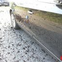 迷惑な路駐車に「牛の糞尿シャワー」攻撃!?　韓国“汚物”をめぐる珍事件簿