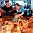 中国“犬食”文化の断末魔！　業者の相次ぐ廃業と、毒針で飼い犬を殺して持ち去る「闇ルート」の存在