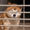 平昌五輪直前……“犬食文化”に国内外から批判殺到！「ボイコット」求める署名に45万人以上が賛同