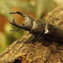 虫を飼うのは日本人だけ？──国立環境研究所・五箇公一が語る「密猟される昆虫と外来種問題」