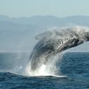 洋上風力発電がクジラを殺す？専門家否定も止まらない保守派の「再生エネ潰し」