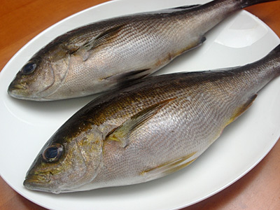 IMGP8900.jpg