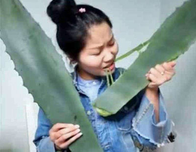 実は有毒植物だった！　アロエの大食いチャレンジを生配信していた女性が中毒死寸前にの画像1