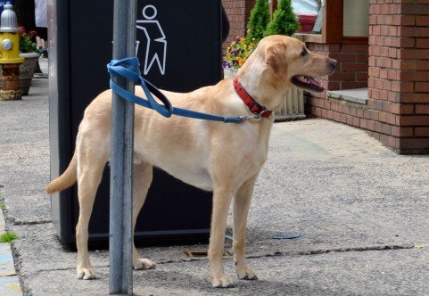 首輪を付けたペットでもお構いなし！　迷子のラブラドールが犬焼酎に……の画像1