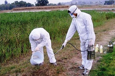 散歩中に大群に襲われる事件も！　日本上陸「猛毒ヒアリ」……中国で爆発的に繁殖していたの画像3