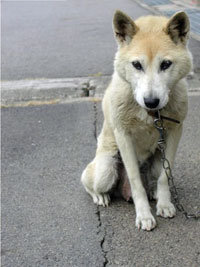 韓国人の深刻な犬食離れに、専門店からため息……国内外からの批判集中が原因か？の画像1