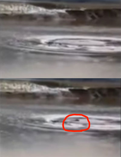 ネッシーか!?　中国の池にナゾの巨大生物が現れ、人民騒然の画像1