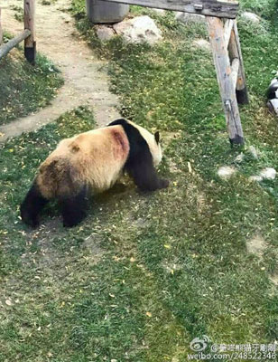 10年間で5頭が変死!? 獣医不足、不衛生な上海野生動物園はパンダの墓場か?の画像3