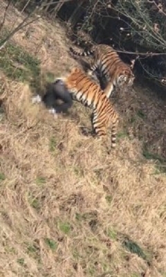 松島トモ子も仰天！　トラ襲撃による死亡事故続発も、動物園の入場者は倍増？の画像1