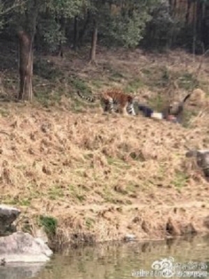 松島トモ子も仰天! トラ襲撃による死亡事故続発も、動物園の入場者は倍増?の画像2