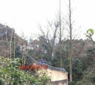 松島トモ子も仰天! トラ襲撃による死亡事故続発も、動物園の入場者は倍増?の画像3