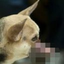 【衝撃画像】顔面崩壊!! 子ども2人を事故から救い、顎を失った犬の勇姿