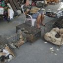 毒を盛り、高圧電気やりでブスッ！　飼い犬900匹超を窃盗＆解体販売していた中国・犬泥棒が逮捕