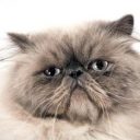 ワインセラーに閉じ込められていた猫がアルコール中毒で発見される！