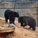 ある日突然、ニワトリをパクリ！　2年間飼っていた子犬はツキノワグマだった!?