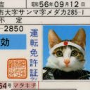 「なんでもあり」な80年代を象徴するツッパリキャッツ！　なめ猫今昔物語