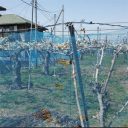 東日本大震災から3年半──福島県の農園を苦しめる“復興詐欺”横行の現実