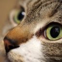 檻に閉じ込めた猫に熱湯をバシャーッ！　鬼畜すぎる動物虐待犯に50万円の懸賞金