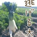 超リアル！　むっちむちの“大根足”で、大根が畑から逃走中!?『逃げる大根』