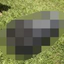 【大騒ぎ】ブラジルの農場にUFOが落下!? 住民「7つの火の玉（隕石ではない？）を目撃」