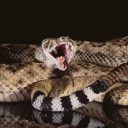 毒蛇に噛まれ、死ぬまでを記録した科学者 ― 最期の記述「午後1時30分…」