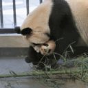10年間で5頭が変死!?　獣医不足、不衛生な飼育環境……上海野生動物園はパンダの墓場か？