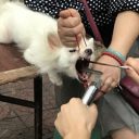 路上で犬の声帯除去手術を行う闇業者が出現「縄で口をこじ開け、はさみでチョキン！」