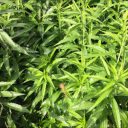 厚労省が動き、神事にまで影響が……広がり続ける高樹沙耶“大麻ショック”の余波