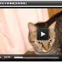 スタッフの手抜き感は否めない!?　バラエティ番組でおなじみの「衝撃映像！」「爆笑動物」に物申す！