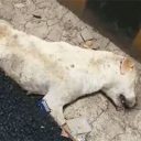 舗装工事中の道路で居眠り中の犬、アスファルトに埋められロードローラーでひかれる