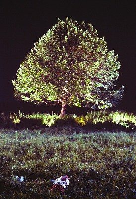 歩く伝説山本政志監督が『ロビンソンの庭』と未完の大作『熊楠 KUMAGUSU』について語るの画像5