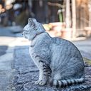 奄美大島の猫を3000匹殺処分する本当の理由は？