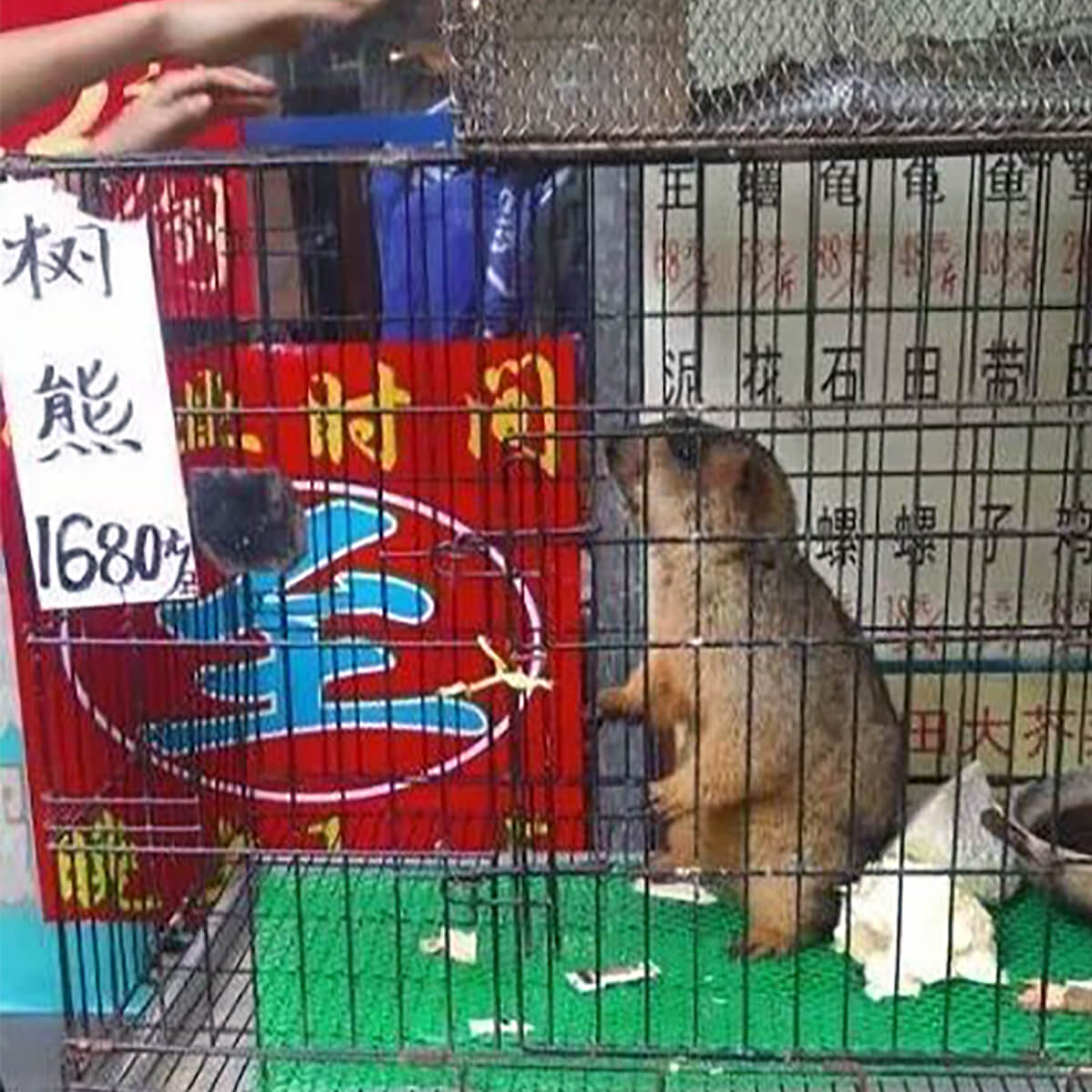 新型肺炎 コアラ食は真っ赤なウソ 中国人への偏見あおるフェイクニュースにご用心 日刊サイゾー