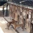 悪趣味！　中国の動物園で“トラ釣り”に批判殺到→中止へ
