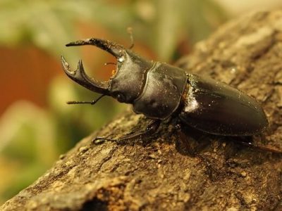 虫を飼うのは日本人だけ？──国立環境研究所・五箇公一が語る「密猟される昆虫と外来種問題」の画像1