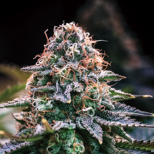 なぜ合法化が進むアメリカで 密造大麻 が流通 Thcリキッド市場が拡大 日米マリファナ最新裏事情 日刊サイゾー なぜ合法化が進むアメリカで 密造大麻 が流通 Thcリキッド市場が拡大 日米マリファナ最新裏事情 日刊サイゾー