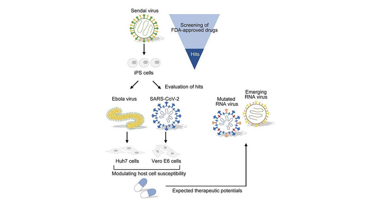 新型コロナにiPS細胞が効果―京大と理研の研究グループが発表 政府はさらなる支援をの画像2