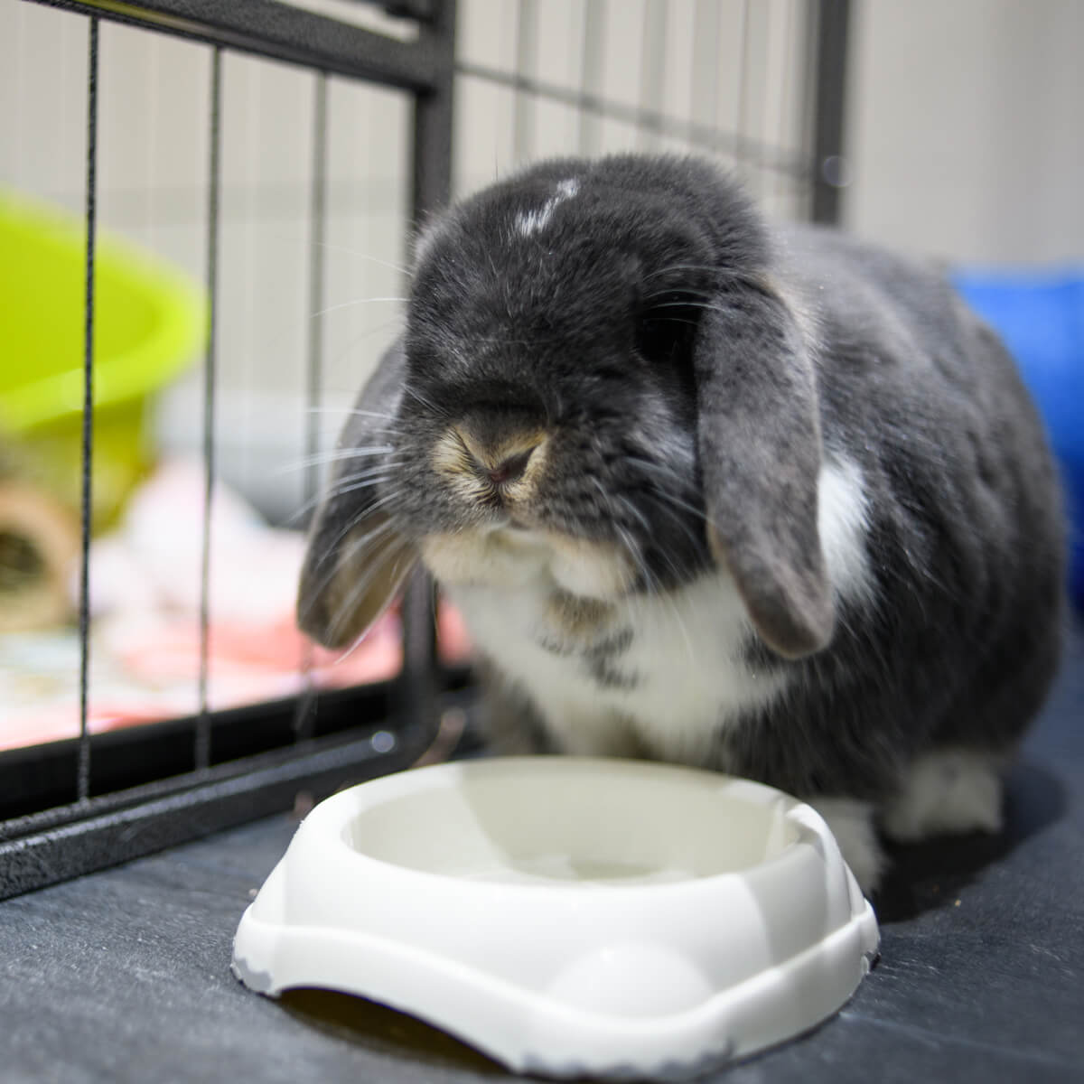 テレフォン人生相談 虐待を承知で子どもにウサギを飼い与えようとする母親 しんどすぎる相談内容 地獄の分間 日刊サイゾー テレフォン人生相談 虐待を承知で子どもにウサギを飼い与えようとする母親 しんどすぎる相談内容 地獄の分間 日刊サイゾー
