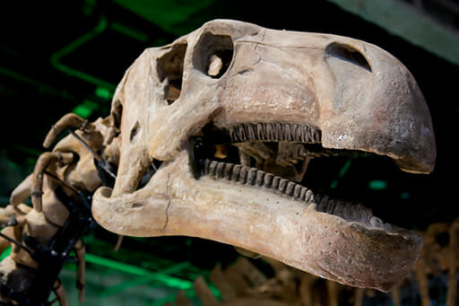 恐竜の本当の鳴き声が解明かギャオーガオーは想像の産物に！の画像1