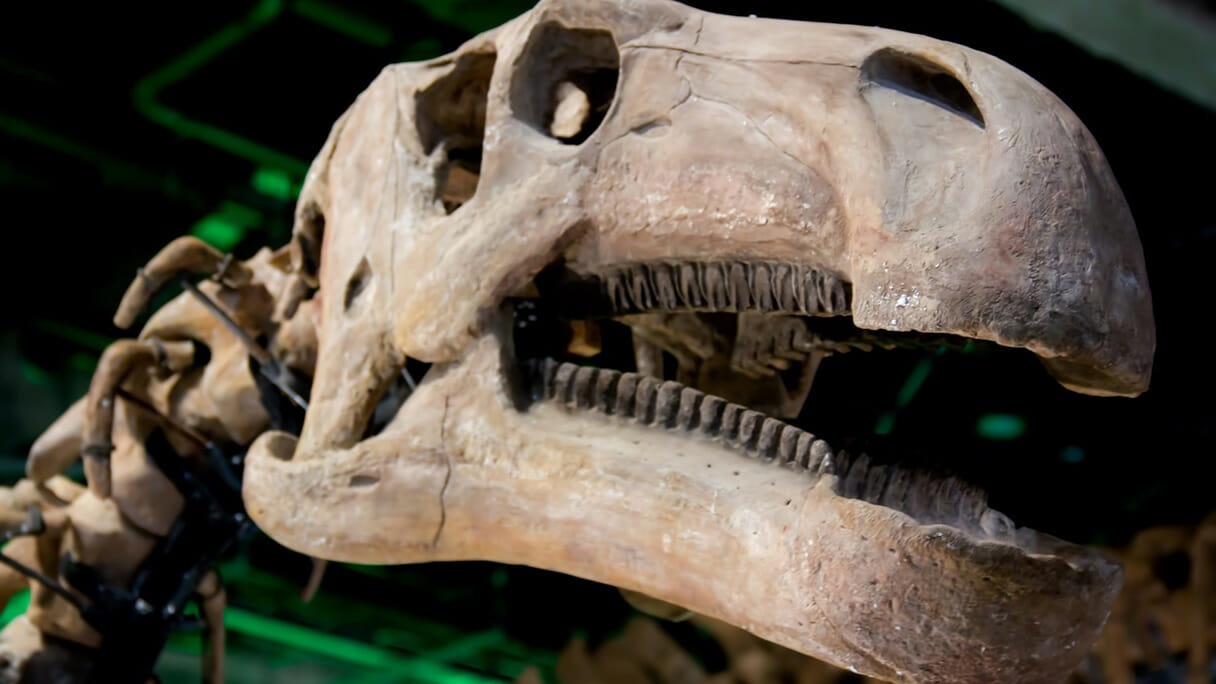 恐竜の本当の鳴き声が解明か“ギャオー”“ガオー”は想像の産物に